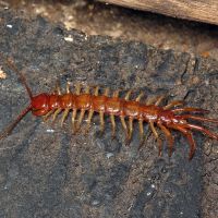 Lithobius forficatus