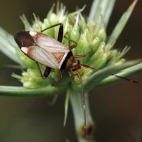 Adelphocoris vandalicus