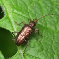 Plateumaris sericea