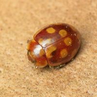 Myrrha octodecimguttata