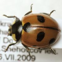 Coccinella magnifica