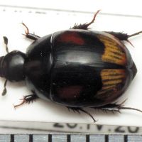 Sphaeridium scarabaeoides
