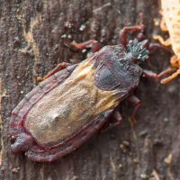 Aneurus (Aneurus) laevis