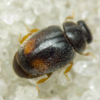 Scymniscus biflammulatus