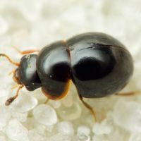 Agathidium