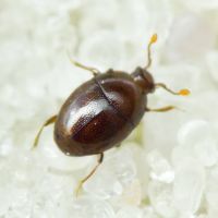 Acritus minutus