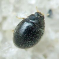 Stethorus punctillum