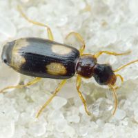 Dromius quadrimaculatus