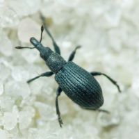 Perapion (Perapion) curtirostre