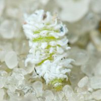 Scymnus
