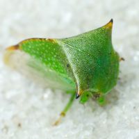Stictocephala bisonia