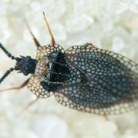 Kalama tricornis