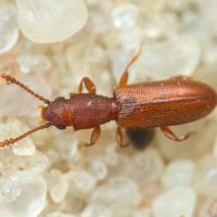 Silvanus unidentatus