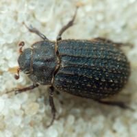 Trogidae