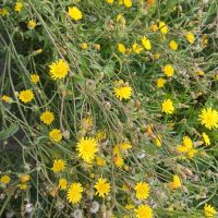 Picris hieracioides