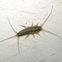 Ctenolepisma lineata