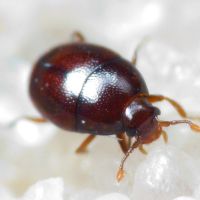 Acritus minutus