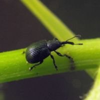 Neocoenorrhinus pauxillus