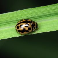 Tytthaspis sedecimpunctata