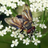 Phasia hemiptera