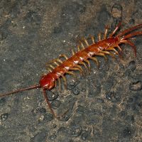 Lithobius forficatus