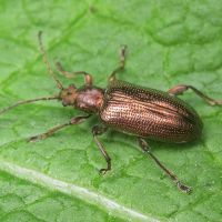 Plateumaris sericea
