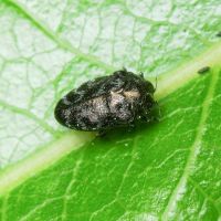 Trachys minutus minutus