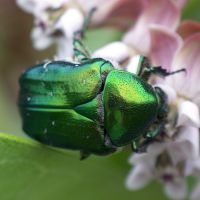 Cetonia aurata