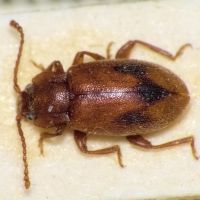 Dapsa trimaculata