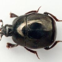 Saprinus aeneus