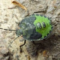 Palomena prasina