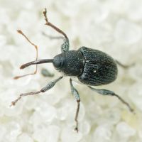 Archarius (Archarius) salicivorus