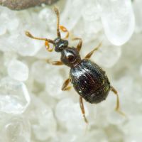 Bryaxis
