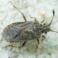 Bathysolen nubilus