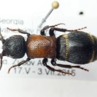 Mutillidae