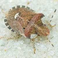 Dyroderes umbraculatus