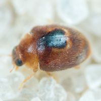 Clitostethus arcuatus