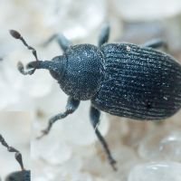 Rhinusa linariae