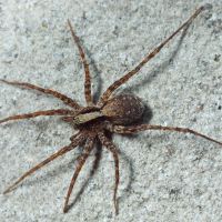 Araneae