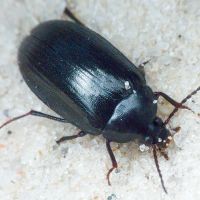 Prionychus melanarius