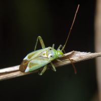 Adelphocoris lineolatus