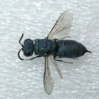 Trichrysis cyanea
