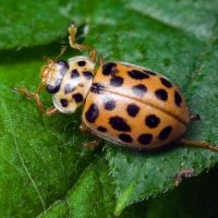 Anisosticta novemdecimpunctata