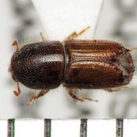 Ips acuminatus