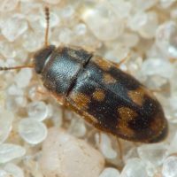 Litargus connexus