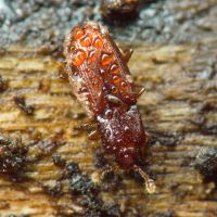 Cerylon ferrugineum