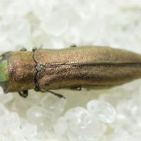 Agrilus hyperici