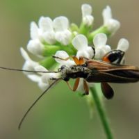 Oedemera podagrariae