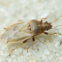 Cymus aurescens