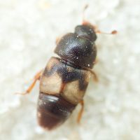 Carpophilus (Carpophilus) hemipterus